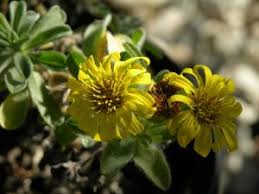 Image result for Mostuea brunonis