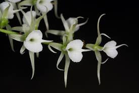 Image result for Polystachya melanantha