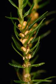 Image result for Huperzia afromontana