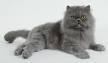 Little Boy Blue - Blue Persian Kitten For Sale - Luxury ...