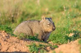 Image result for Southern hairy-nosed wombat