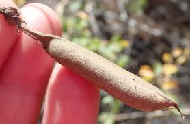 Image result for Crotalaria capensis