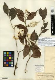 Image result for Ardisiandra sibthorpioides
