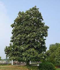 Magnolias belong to the family magnoliaceae. Southern Magnolias For Sale Fastgrowingtrees Com