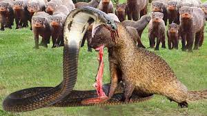 キングコブラは強い毒を使ってマングースを倒して逃げようとしますが、次に何が起こるでしょうか。 - YouTube