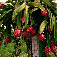 Since hurricane maria destroyed much of my farm as well as the fruit tree nursery, the fruit tree nursery will remain closed at least until the end of 2021. Dragon Fruit Plant Organic Dragon Fruit Plant Wholesale Trader From Silchar