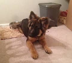 These fees usually includes spaying/neutering, vaccinations. Gsd Breeder Associates Wanted In New York Fleischerheim German Shepherds For Sale