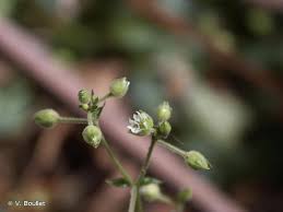 Image result for Stellaria mannii