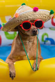Download Dog In Hat And Glasses In A Bright Inflatable Pool Concept Of Vacation And Tourism Close Up Of Shooting Stock Photo Dog Pool Dogs Inflatable Pool