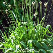 Image result for Plantago