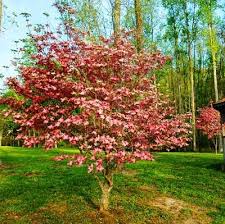 Pink dogwood is a beautiful choice for a flowering tree in almost all areas and it makes an attractive addition to a wooded garden or beside a terrace or patio, especially on the shady side of a house. Nooelec Seeds India Pink Dogwood Tree Seeds Amazon In Garden Outdoors