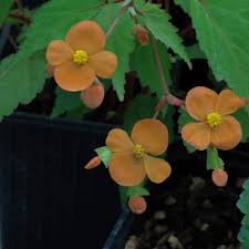 Image result for Begonia sutherlandii
