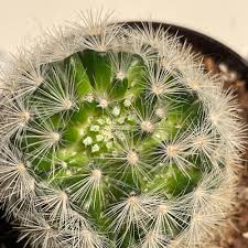 Image result for Danthoniopsis pruinosa