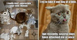 Top 25 Memes Of The Week Cheezburger Users Edition 130 Cute Cat Memes Best Cat Memes Cat Memes