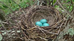 Leopard and aztec combo cardigan $ 38.99. Why Are You Seeing Robins In Winter Cool Green Science