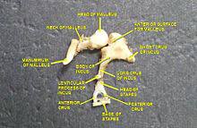 Stapes is the smallest bone of human body. Ossicles Wikipedia