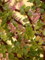 Pin On Succulents