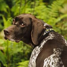 Kathy steele lacomb, or 97355 united states. German Shorthaired Pointer Breed Information Characteristics Heath Problems Dogzone Com