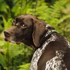 German shorthaired pointer beagle mix puppies. German Shorthaired Pointer Breed Information Characteristics Heath Problems Dogzone Com