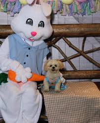 Picture with Bunny in Bass Pro Shops for Dogs