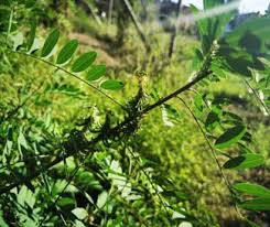 Image result for Phyllanthus loandensis