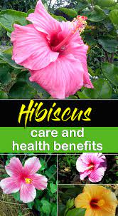 Growing Hibiscus Flower How To Grow Tropical Hibiscus Plant Growing Hibiscus Hibiscus Plant Hibiscus Tree