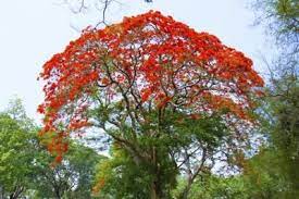 How To Care For A Royal Poinciana Tree Hunker Royal Poinciana Poinciana Rainforest Flowers