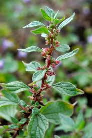 Image result for Parietaria