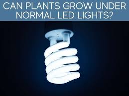 This is known to be the best light for growing plants indoors. Can Regular Led Lights Be Used As Grow Lights Greenhouse Today