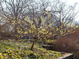 Image result for Hamamelis mollisi