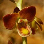 Image result for Eulophia tuberculata