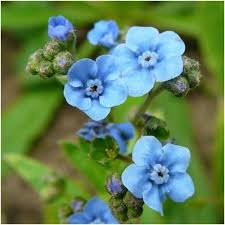 Image result for Cynoglossum