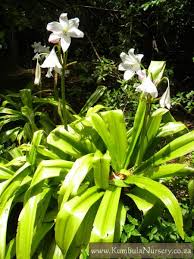 Image result for Crinum moorei