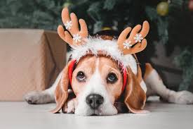 Themes change the desktop background, colors, sounds, screen saver, and pointers on your pc all at once, and you can switch between themes as often as you like. Beagle Dog Pet Wallpaper Background Image Ubackground Com