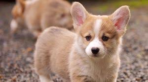 The best quality and size only with us! Puppy Wallpapers Hd Desktop Backgrounds Images And Pictures