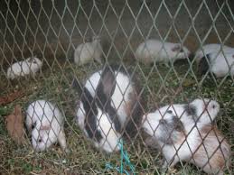 Check spelling or type a new query. Read Why Farmers Are Starting Rabbit Farm