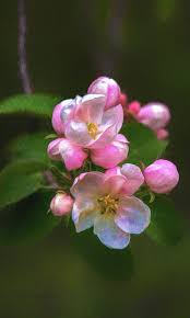 They require planning and care. Flowers Digital Art Apple Blossom 2 By Trey Foerster Apple Blossom Blossom Apple Tree Blossoms