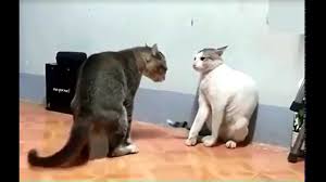 Pick up new parts for each battle, constantly improving and upgrading your bot. Karate Cats Youtube