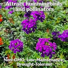 Image result for Verbena × teasii