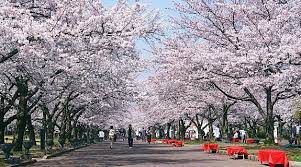 On Japan S Southern Subtropical Islands Of Okinawa Cherry Blossoms Open As Early As January While On The Northern I Japan Tourism Cherry Blossom Japan Japan