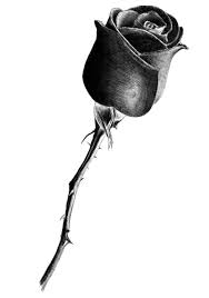 Rose Drawing By Perrylane Jpg 900 1279 Rose Drawing Roses Drawing Drawings