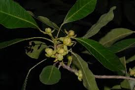 Image result for Uapaca nitida