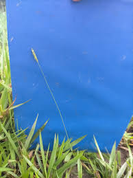 Image result for Sacciolepis rigens