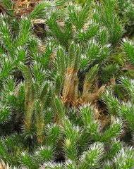 Image result for Selaginella afrorum
