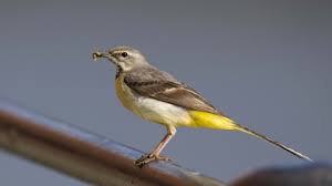 For example, different types of birds have excellent navigation skills. Grey Wagtail The Wildlife Trusts