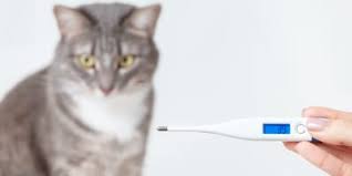 In den meisten fällen stammt blut im stuhl aus dem darm, häufig von blutungen, die von hämorrhoiden. Fieber Bei Katzen Erkennen Messen Und Senken