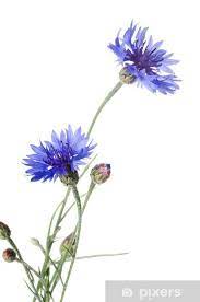 Beautiful Blue Cornflower Sticker Pixers We Live To Change In 2021 Watercolor Flowers Paintings Flower Painting Watercolor Flowers