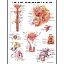 Anatomy Chart The Male Reproductive System