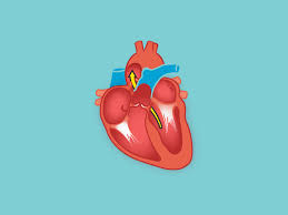 Circulatory System Anatomy Diagram Function Healthline