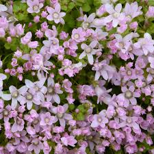 Image result for Anagallis pumila